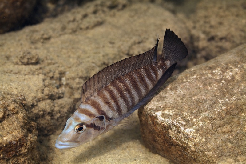 Altolamprologus compressiceps 'Kerenge Island'
